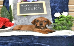 Miniature Dachshund dogs for sale: Patrick - Image 6