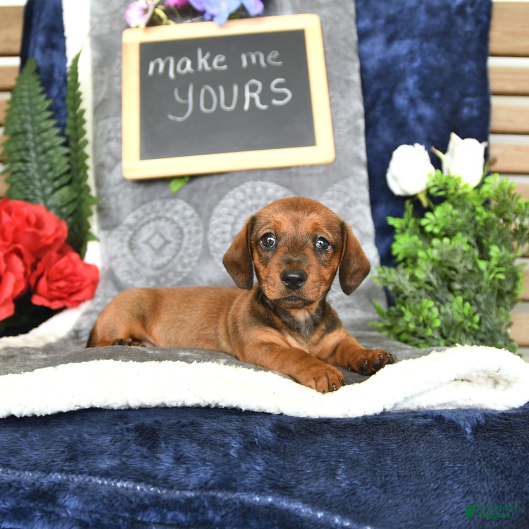 Miniature Dachshund dogs for sale: Patrick - Image 6