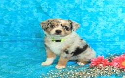 Miniature Australian Shepherd dogs for sale: Zoe - Image 2