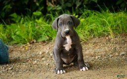 Great Dane dogs for sale: Lucy - Image 3