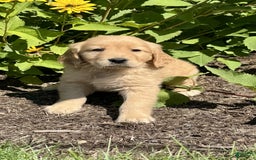 Golden Retriever dogs for sale: Forest - Image 7