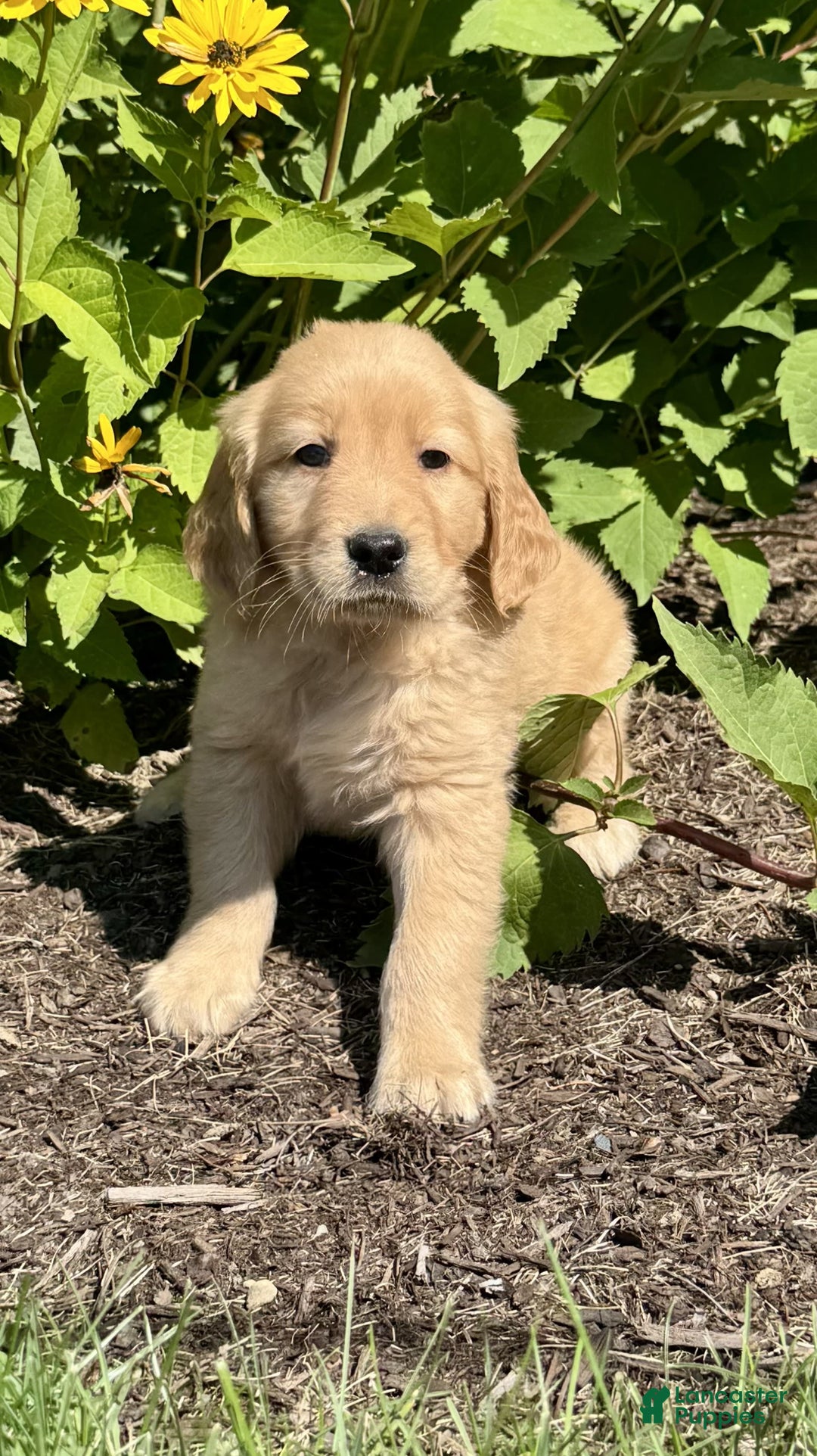 Golden Retriever dogs for sale: Forest - Image 7