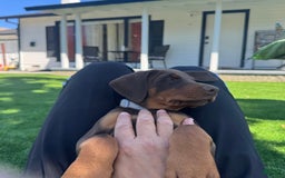 Doberman Pinscher dogs for sale: Luna - Image 2