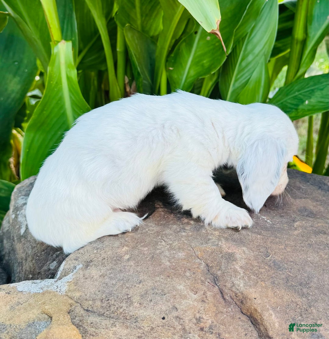 Miniature Dachshund dogs for sale: Carter LH - Image 5