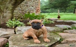 Cane Corso dogs for sale: Tova - Image 10