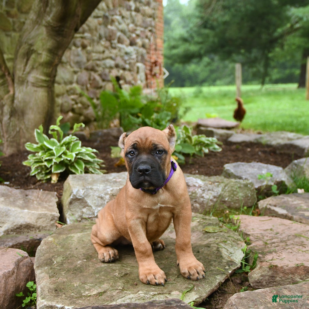 Cane Corso dogs for sale: Tova - Image 10