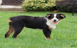 Miniature Australian Shepherd dogs for sale: Eisenhower - Image 22