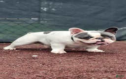 French Bulldog dogs for stud: Blotch - Image 2