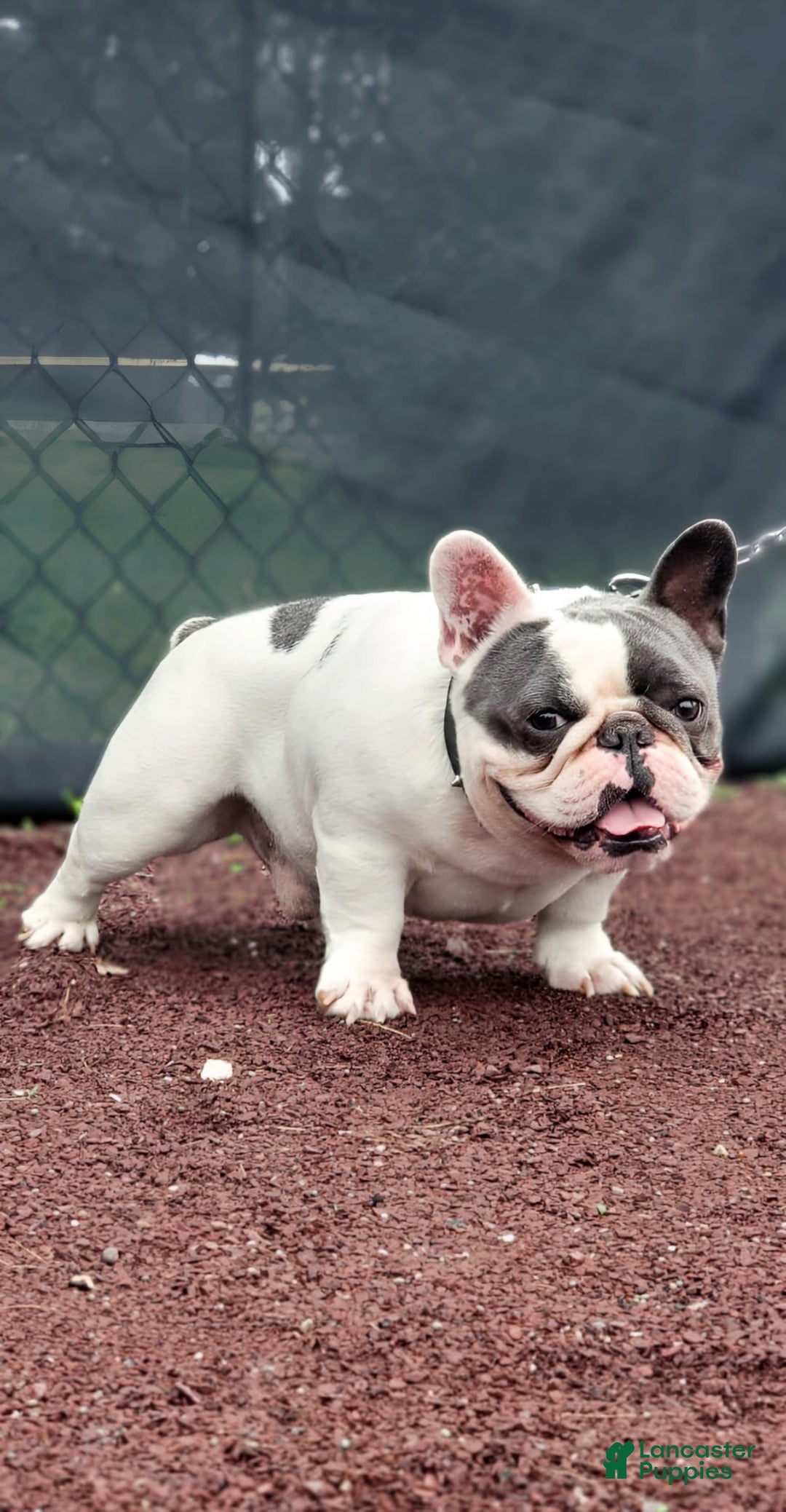 French Bulldog dogs for stud: Blotch - Image 2