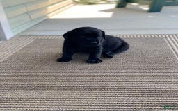 Labrador Retriever dogs for sale: Cooper - Image 4