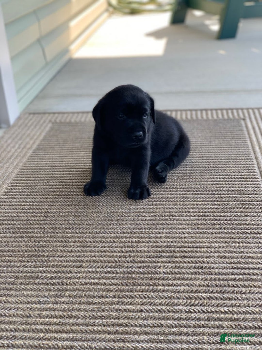 Labrador Retriever dogs for sale: Cooper - Image 4