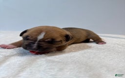 American Bully dogs for sale: Karma - Image 5