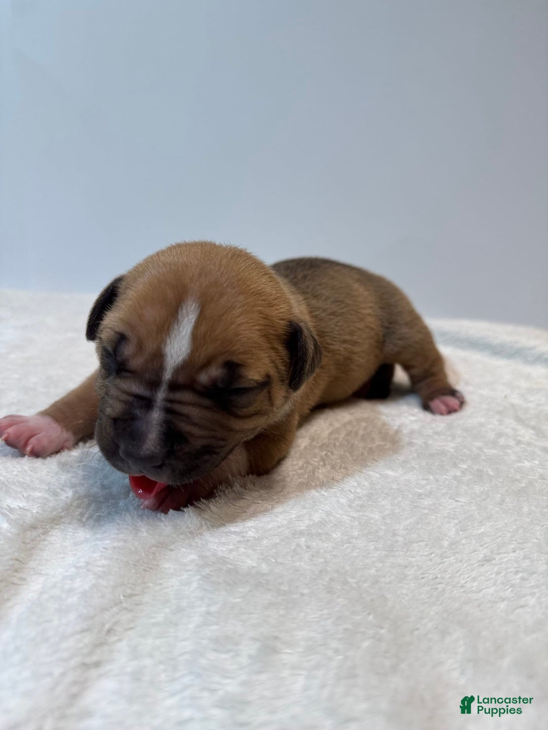 American Bully dogs for sale: Karma - Image 5