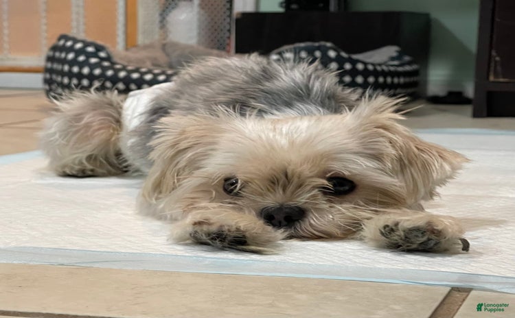 Morkie dogs for sale - Ad 2