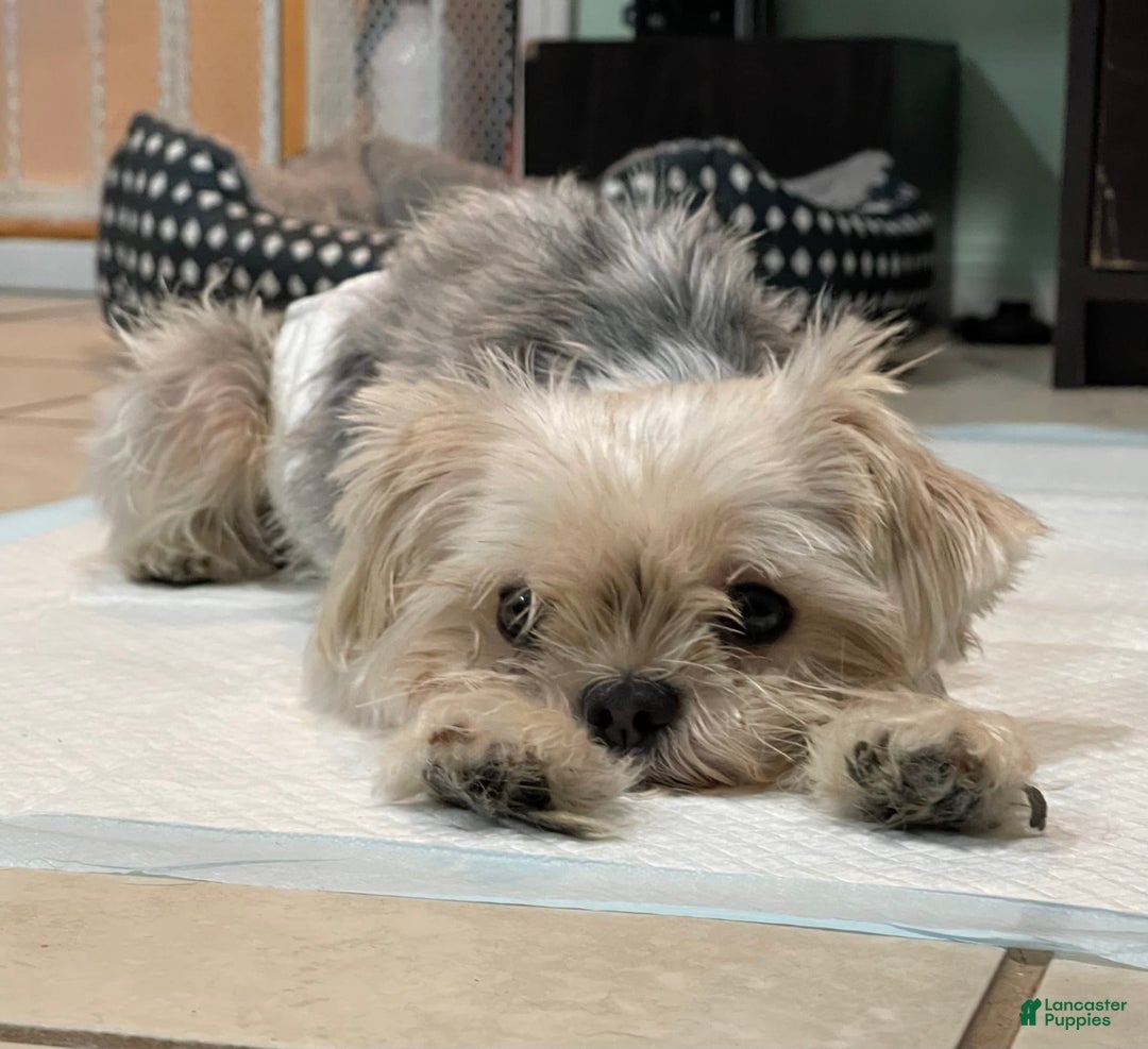 Morkie dogs for sale: Itachi - Image 1