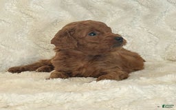 Mini Goldendoodle dogs for sale: Biscuit - Image 2