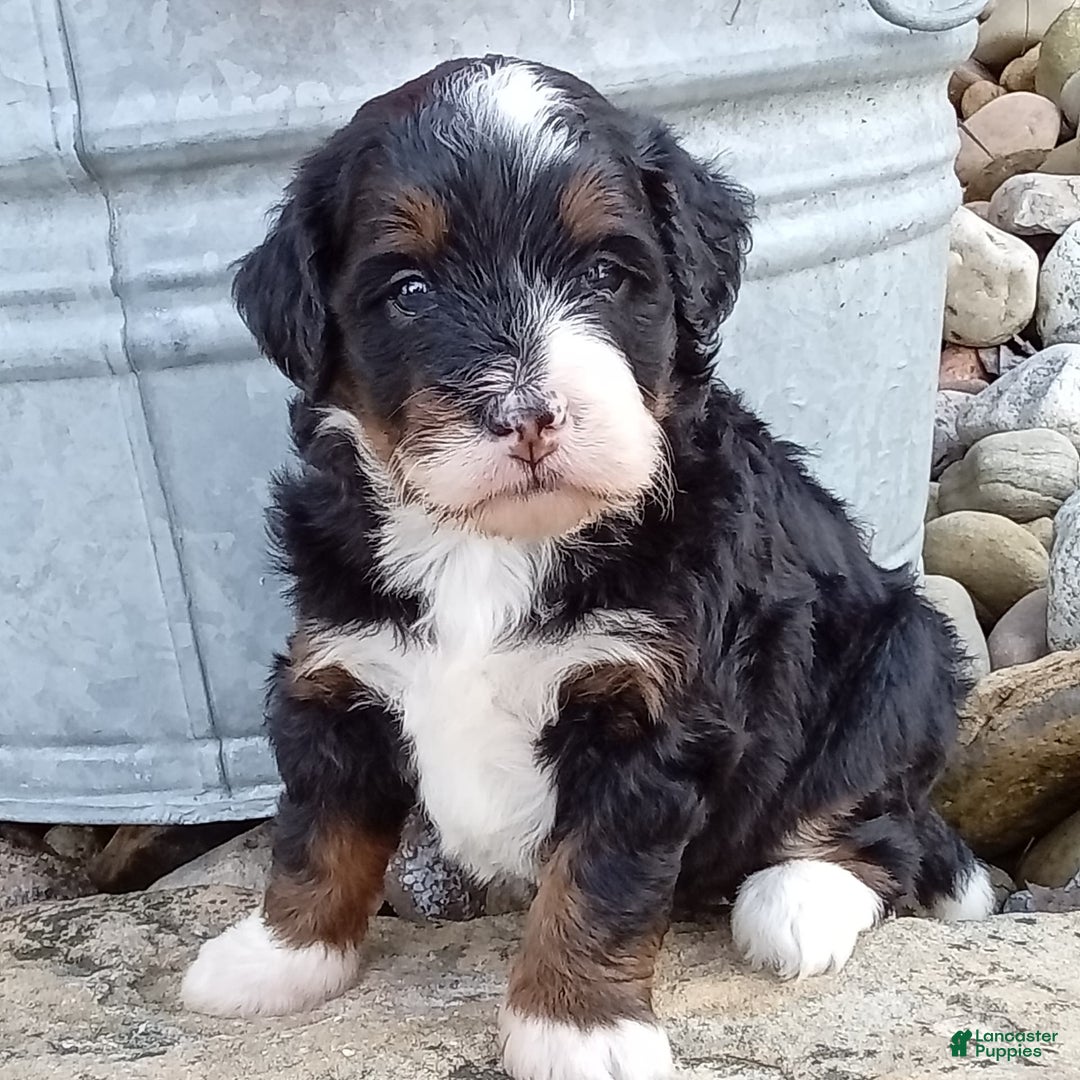 Mini Bernedoodle dogs for sale: Oakley - Image 29