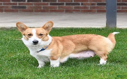Welsh Corgi Pembroke dogs for sale: Nugget - Image 21