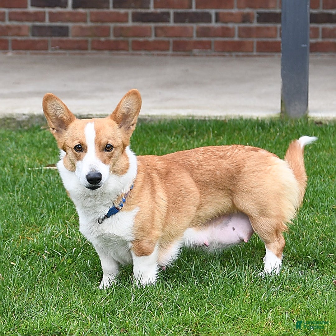Welsh Corgi Pembroke dogs for sale: Nugget - Image 21