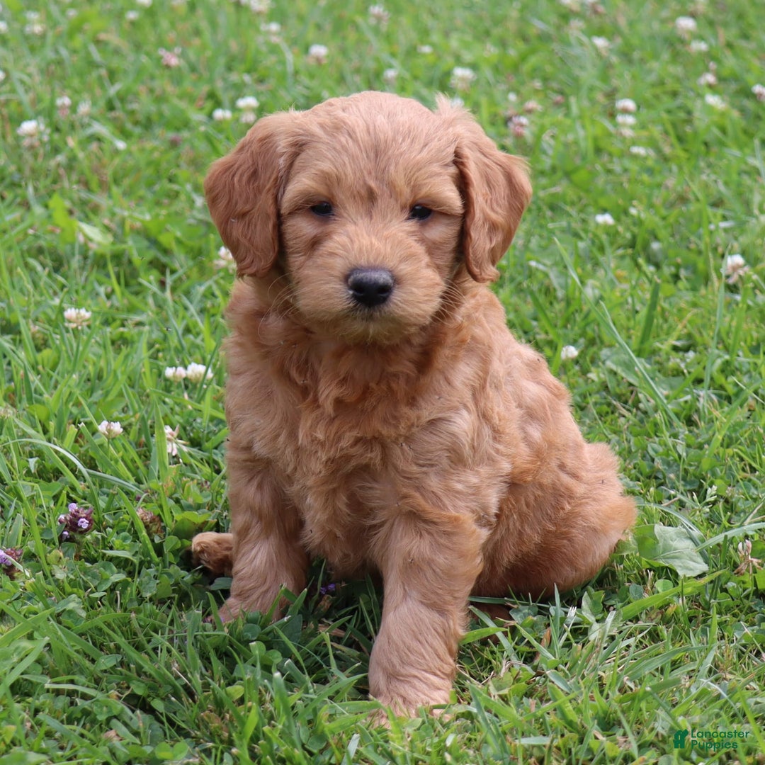 Mini Goldendoodle dogs for sale: Austin - Image 4