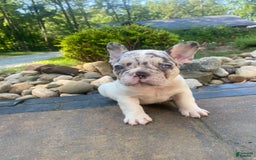 French Bulldog dogs for sale: Daisy - Image 1
