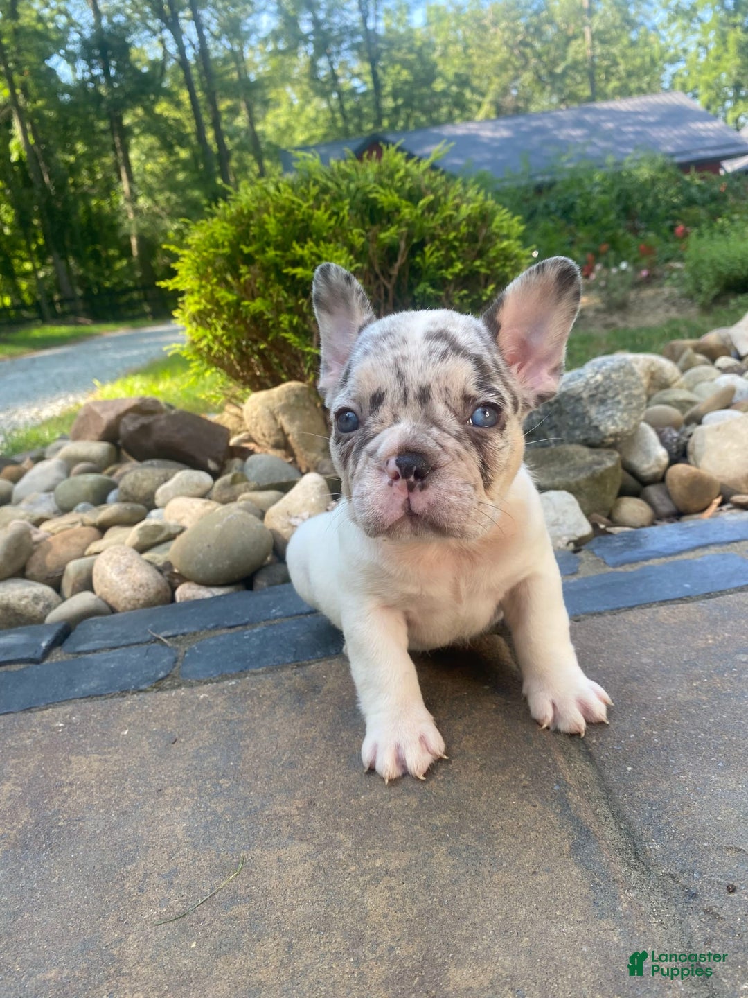 French Bulldog dogs for sale: Daisy - Image 1