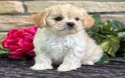 Cavalier King Charles Spaniel dogs for sale: Enzo - Image 2