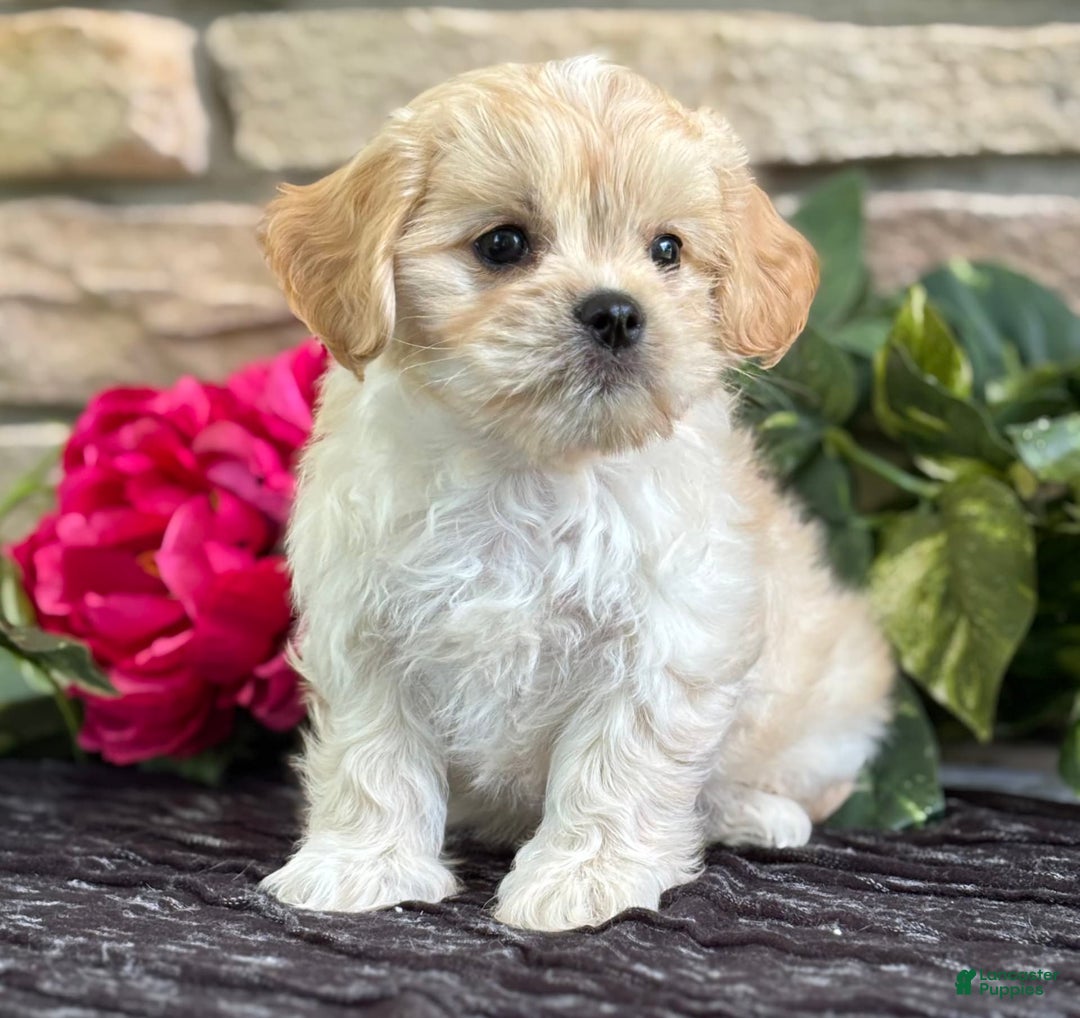 Cavalier King Charles Spaniel dogs for sale: Enzo - Image 2