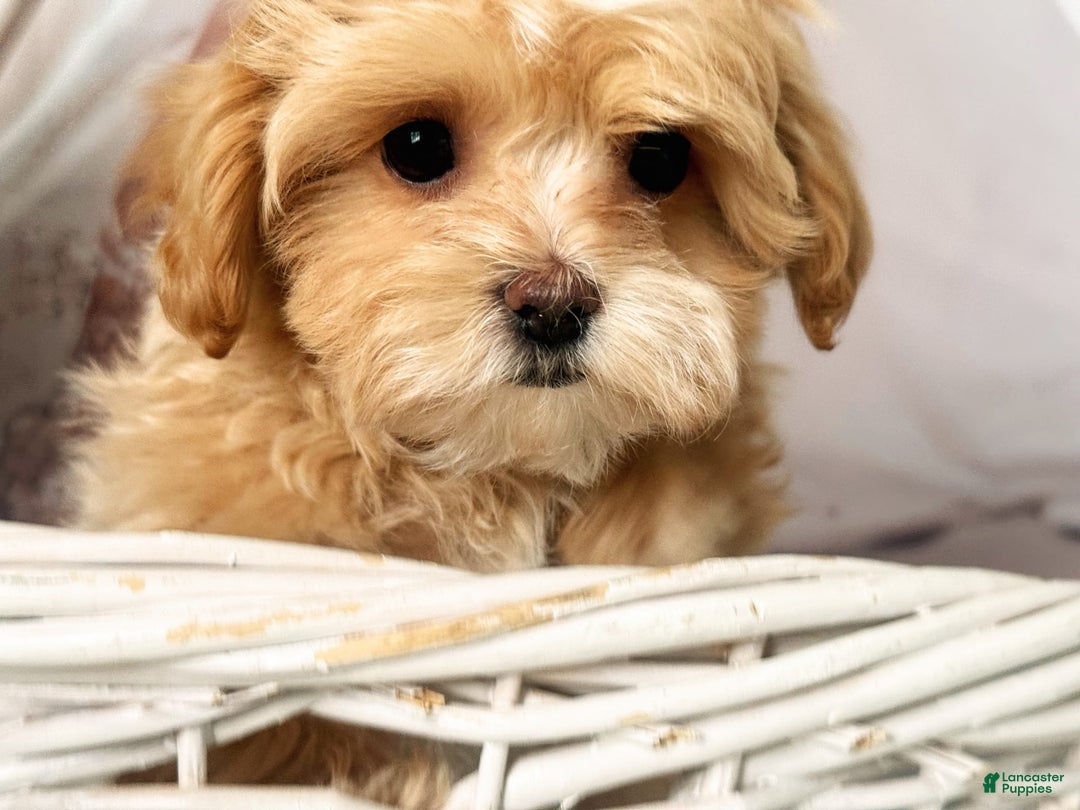 Maltipoo dogs for sale: Red Collared Boy - Image 4