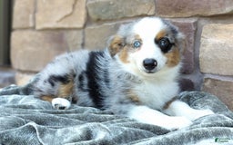 Miniature Australian Shepherd dogs for sale: Hallie - Image 6