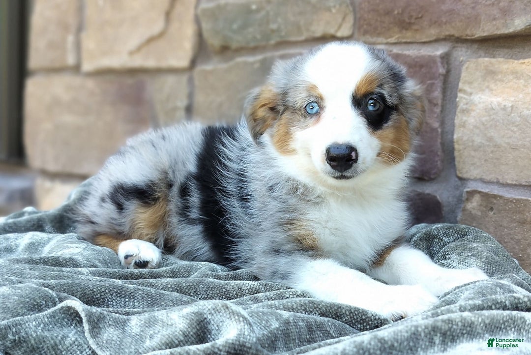 Miniature Australian Shepherd dogs for sale: Hallie - Image 6
