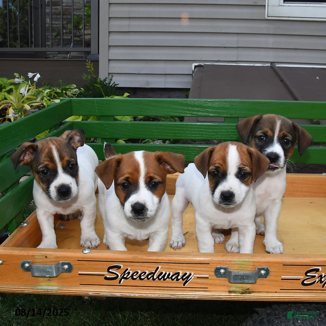 Jack Russell Terrier dogs for sale: Sugar - Image 3
