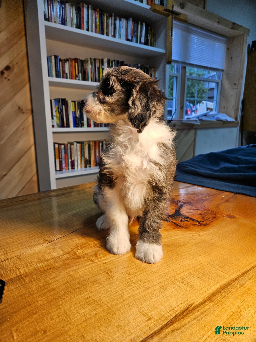 Portuguese Water Dog dogs for sale: Harry - Image 5