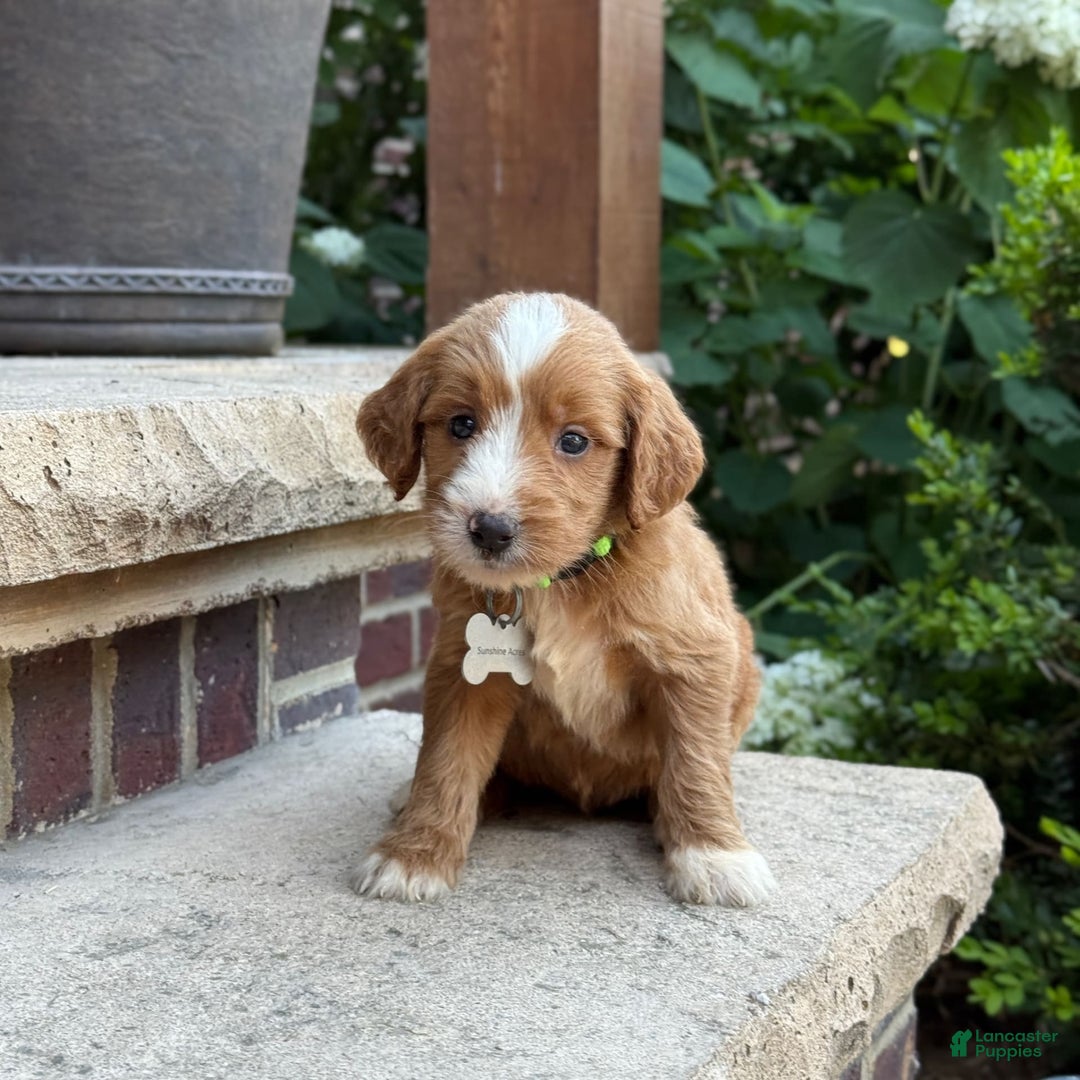 Goldendoodle dogs for sale: Abby - Image 3