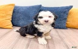 Mini Bernedoodle dogs for sale: Brooklyn - Image 29