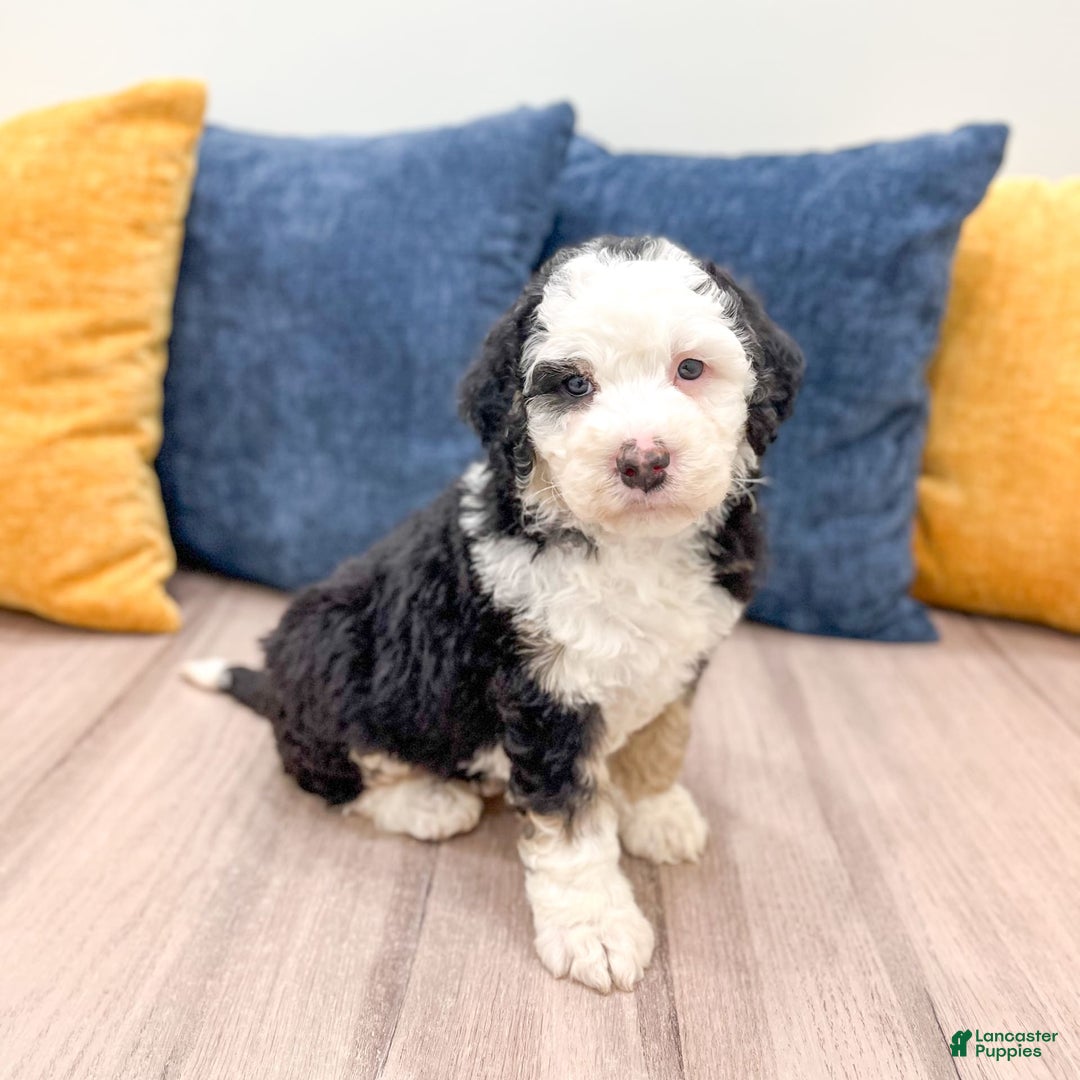 Mini Bernedoodle dogs for sale: Brooklyn - Image 29