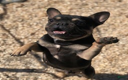 French Bulldog dogs for sale: Black Adam - Image 10