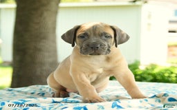 Cane Corso dogs for sale: Henrique - Image 1