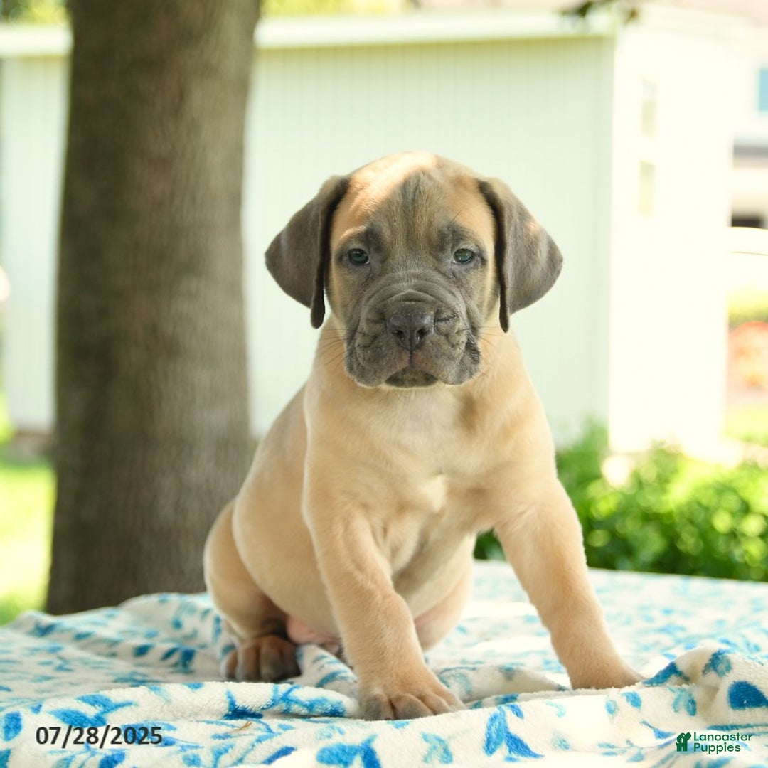 Cane Corso dogs for sale: Henrique - Image 1