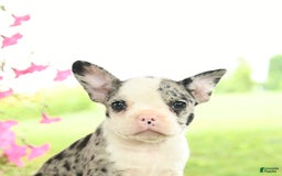 Frenchton dogs for sale: Gracie - Image 4
