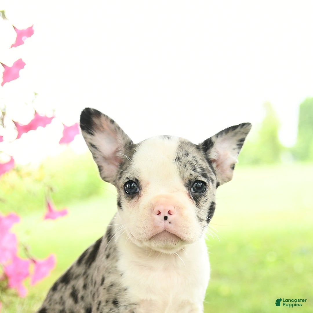 Frenchton dogs for sale: Gracie - Image 4