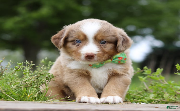 Miniature Australian Shepherd dogs for sale - Ad 3