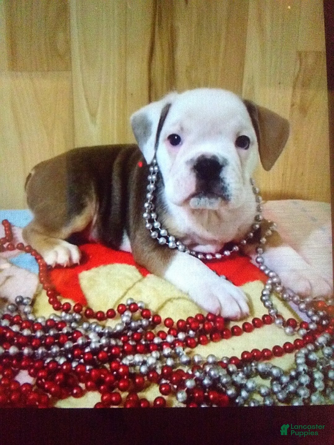 Boston Terrier dogs for sale: Porky - Image 7