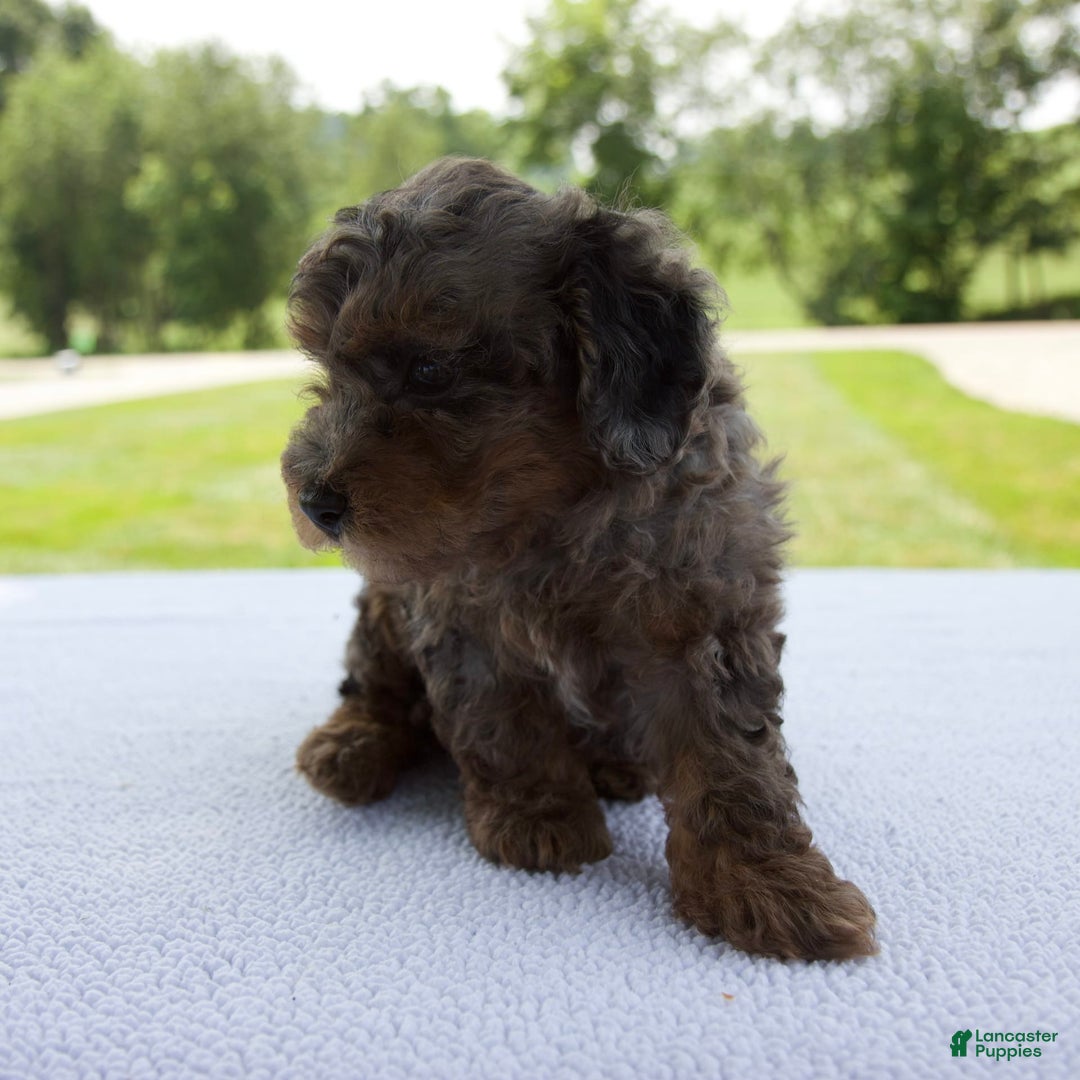 Miniature Poodle dogs for sale: Asher - Image 1
