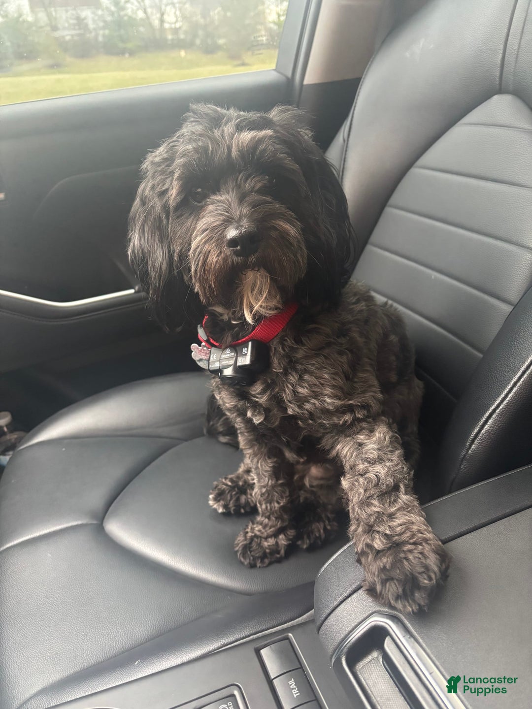 Cavapoo dogs for sale: Max - Image 8