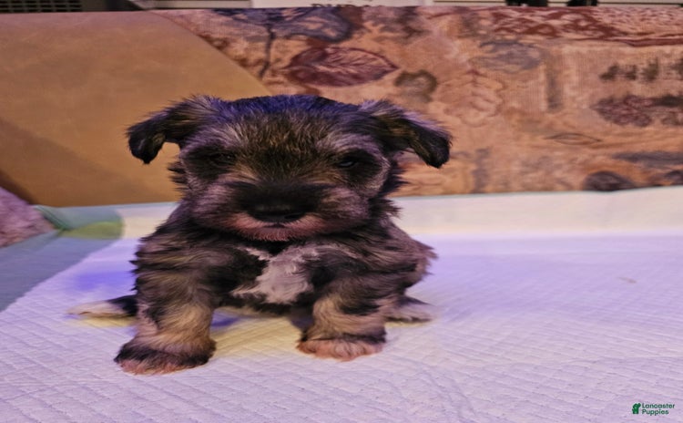 Miniature Schnauzer dogs for sale - Ad 2