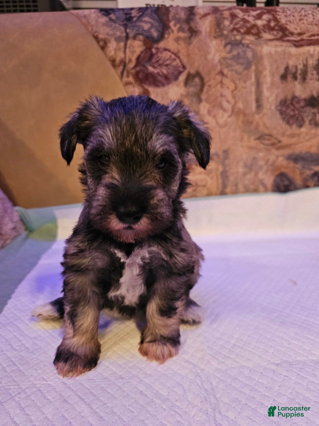 Miniature Schnauzer dogs for sale: Stella - Image 1
