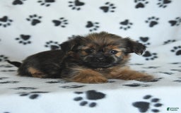 Shorkie dogs for sale: Huck - Image 3