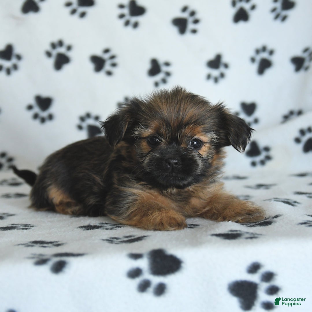Shorkie dogs for sale: Huck - Image 3