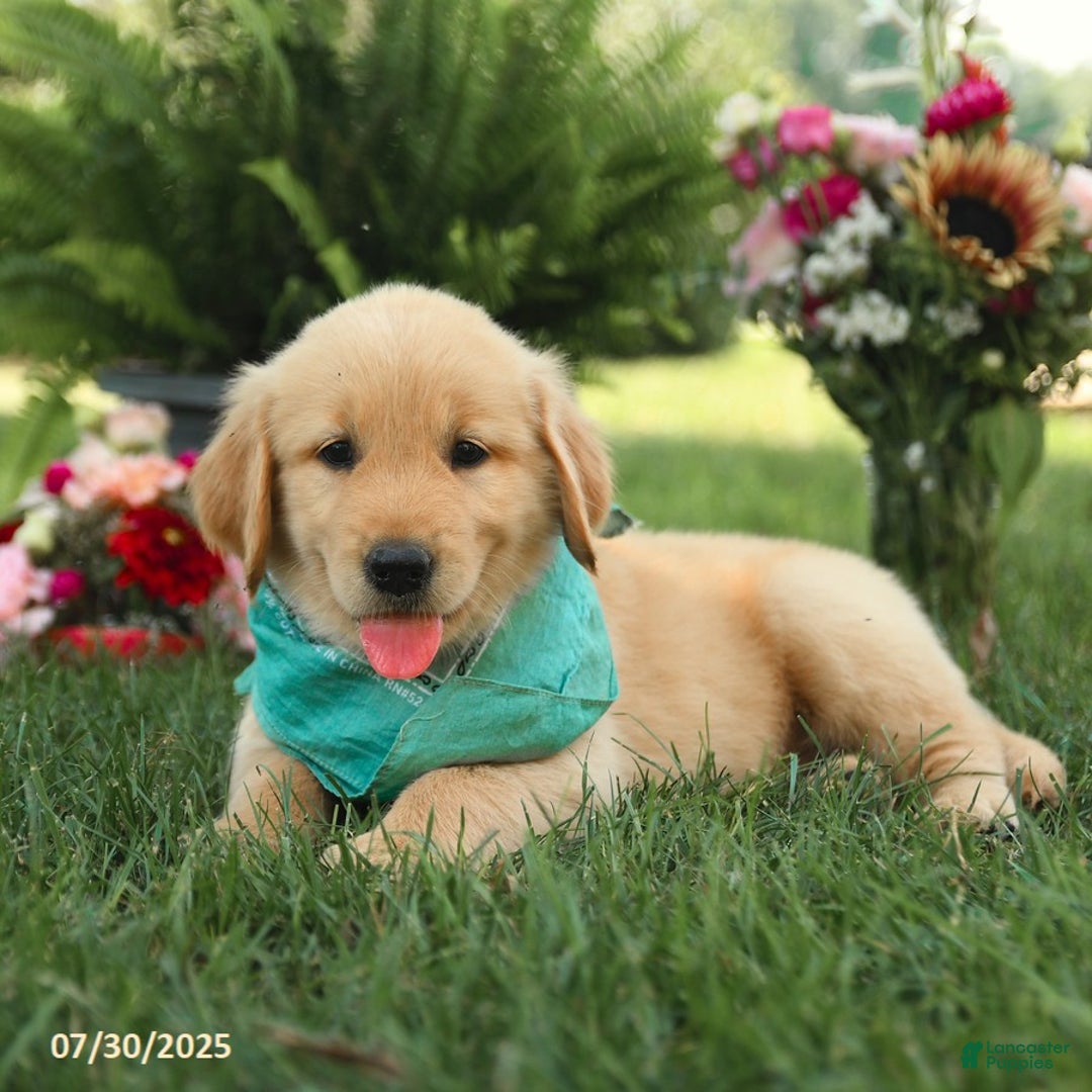 Golden Retriever dogs for sale: Mahogany - Image 5